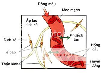 Hệ tuần hoàn máu ở Người Small_1185290210nv